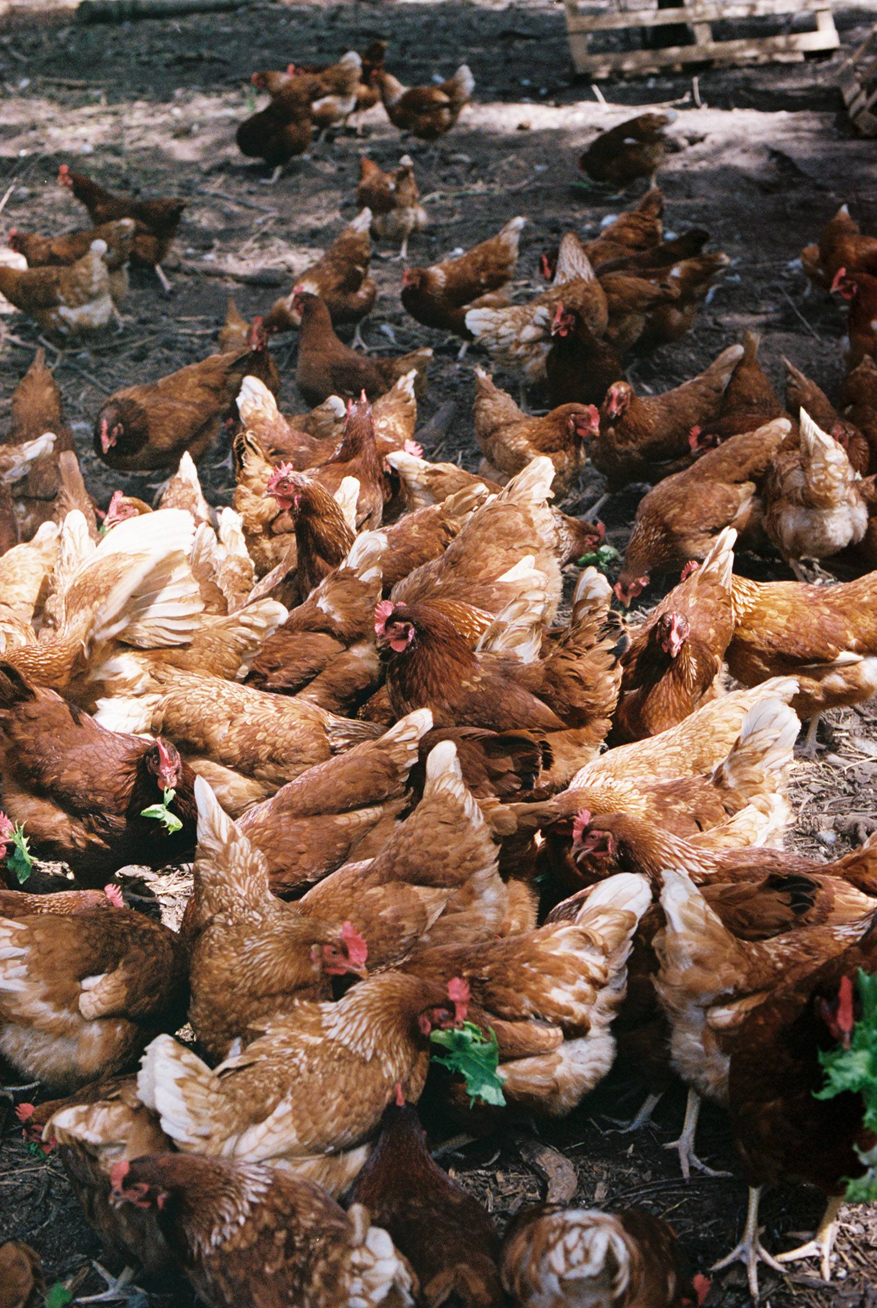 la-ferme-bio-notre-dame-hotel-du-couvent-nice-france