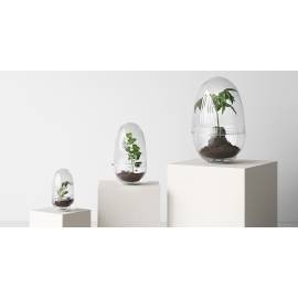 Plante Grow