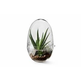 Plante Grow