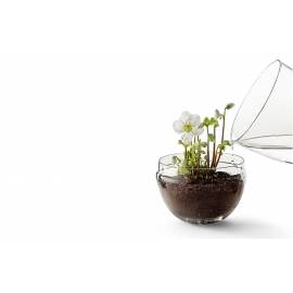 Plante Grow