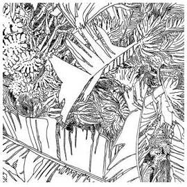 Jungle - Papier peint