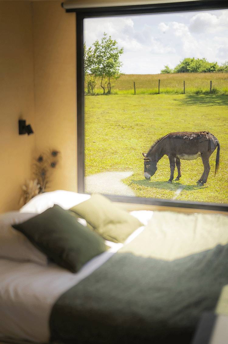 Uitzicht op een ezel vanuit het bed van het Tiny House in het Juragebergte