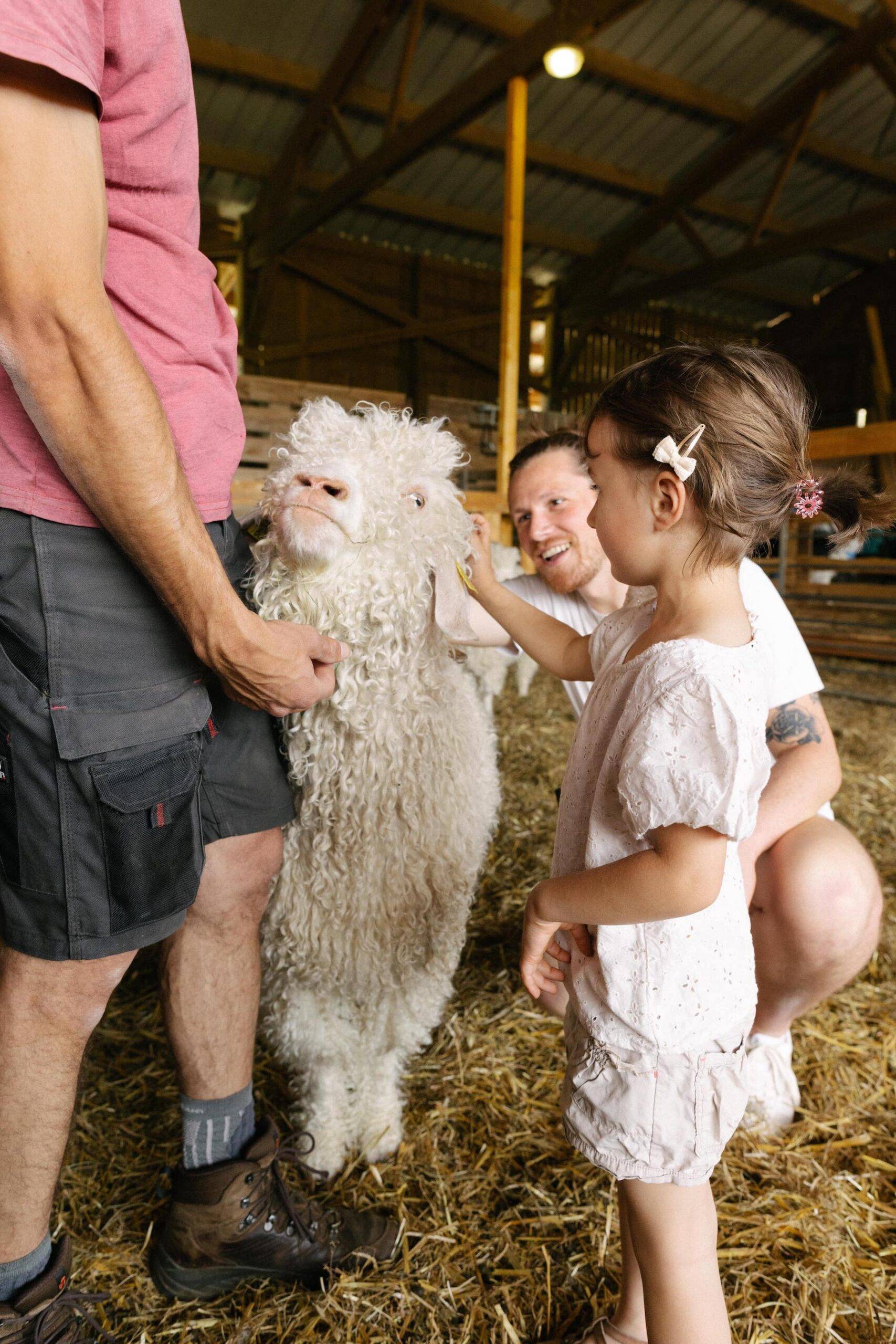 Un niño acaricia una oveja en la granja