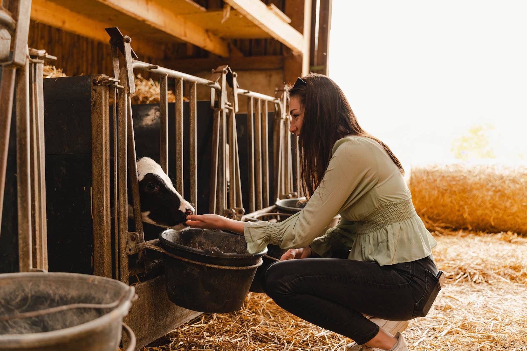 Una señora da de comer a una vaca