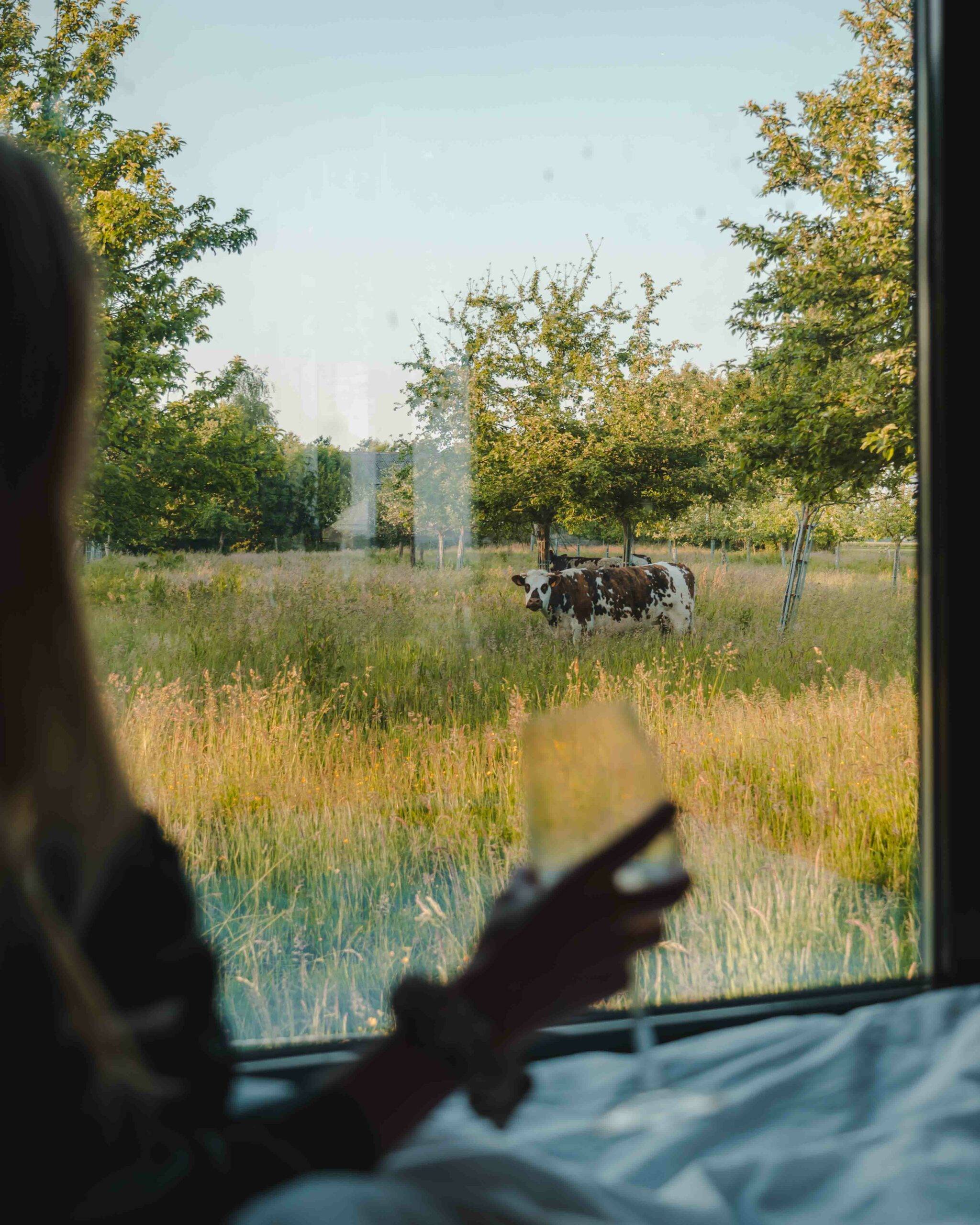 View of the P&#039;tit Clos Normand cattle from the Tiny House