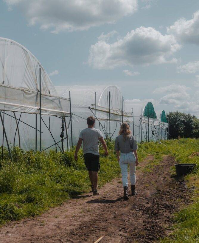 Homme et femme qui marchent dans la ferme maraîchère
