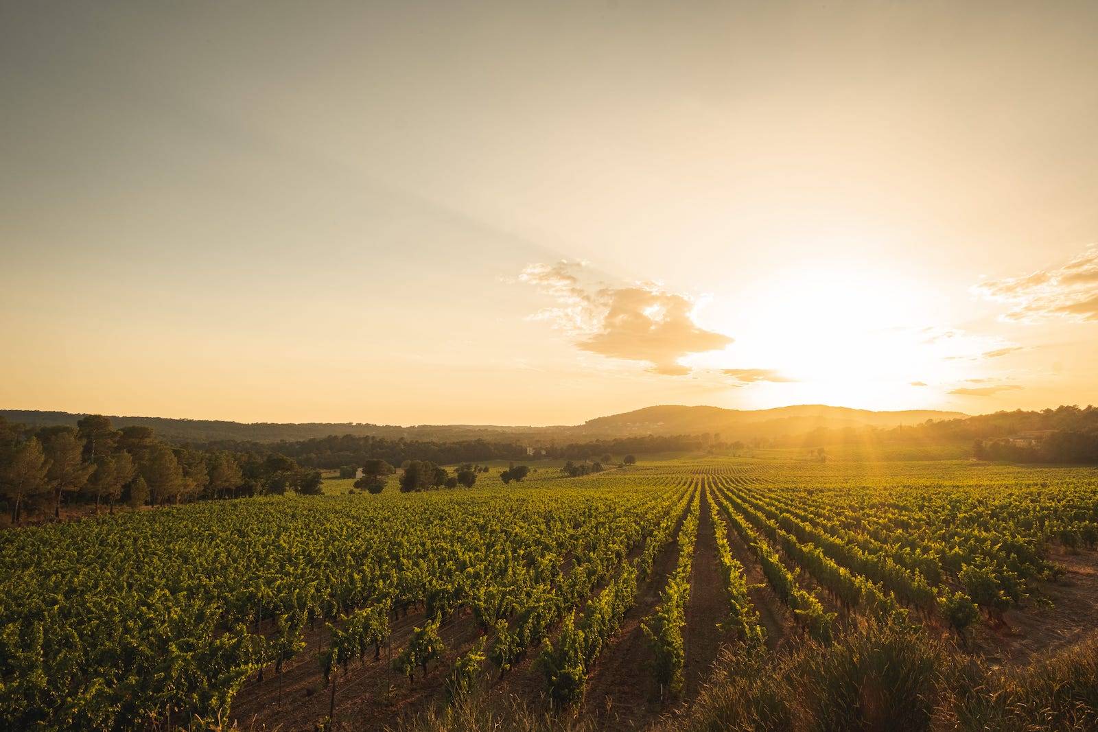 Vue des vignes au coucher de soleil