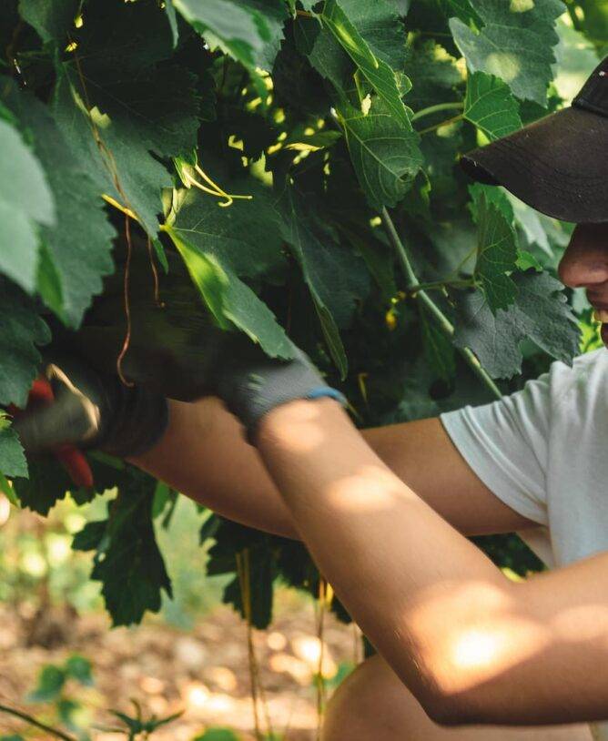 Personne du domaine viticole qui travaille dans les vignes