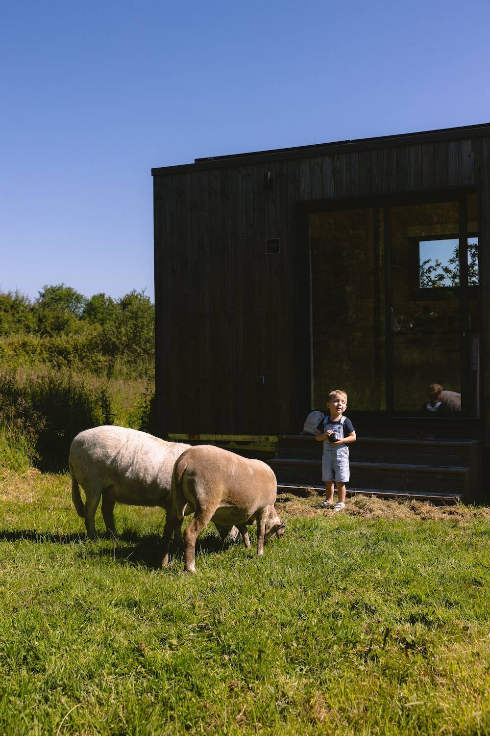 Unas ovejas saludan a un niño delante de la casita