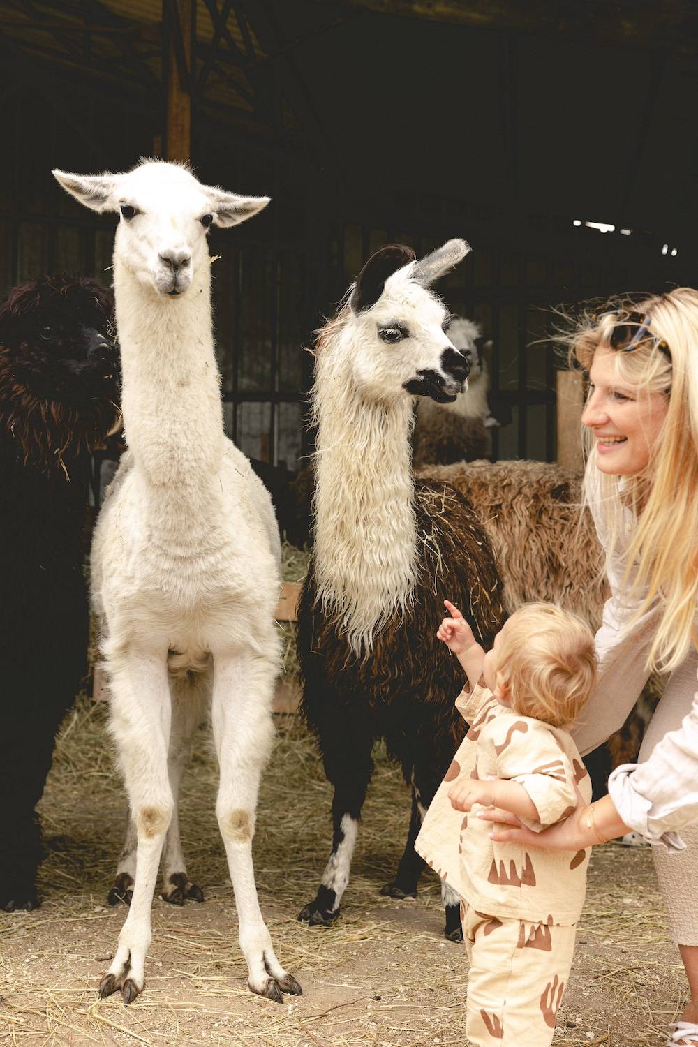 Un bebé descubre llamas y aplaga en la granja Lama Emoi, cerca del zoo de Beauval