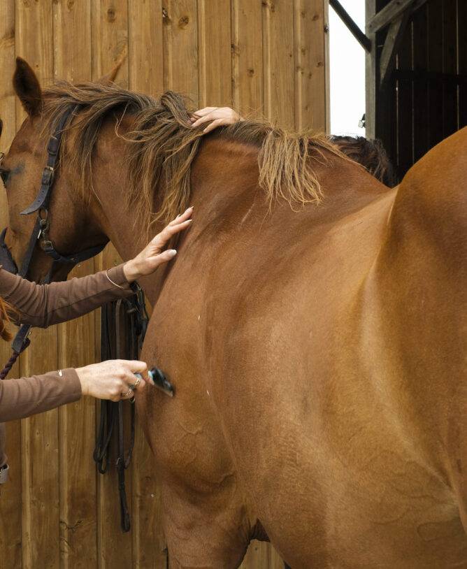 Une femme est en train de brosser un cheval marron face à l'écurie