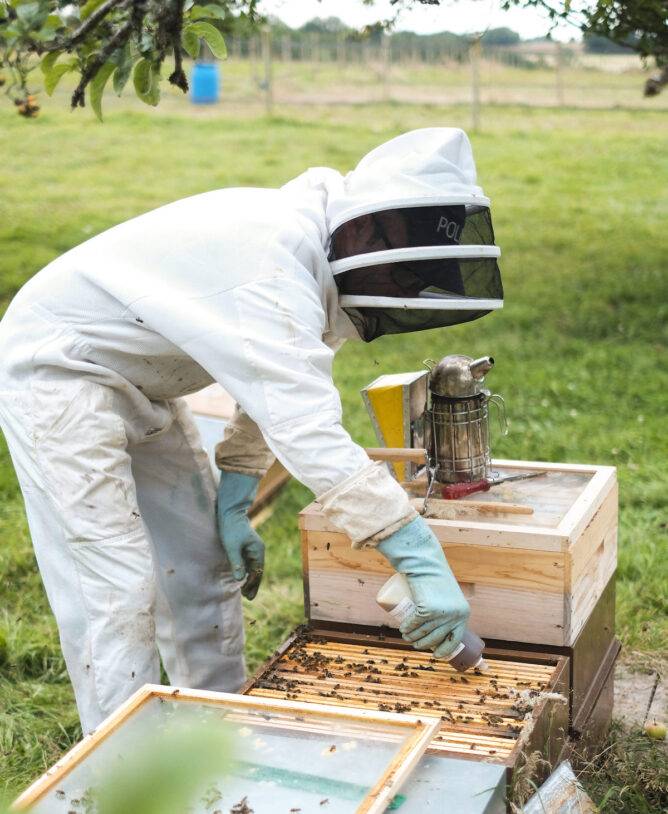 homme en combinaison d'apiculteur qui s'occupe des boites en bois où se situe les ruches