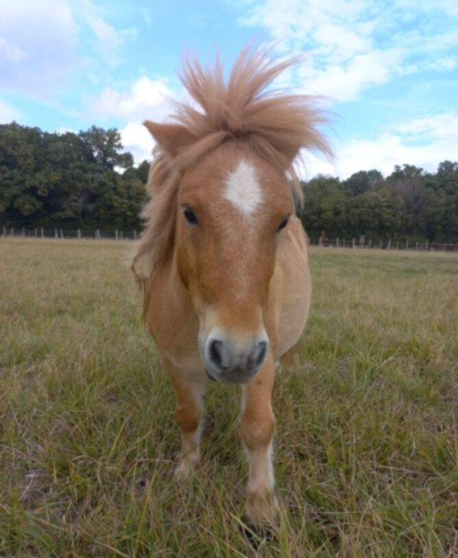 Balade en Poney Parcel