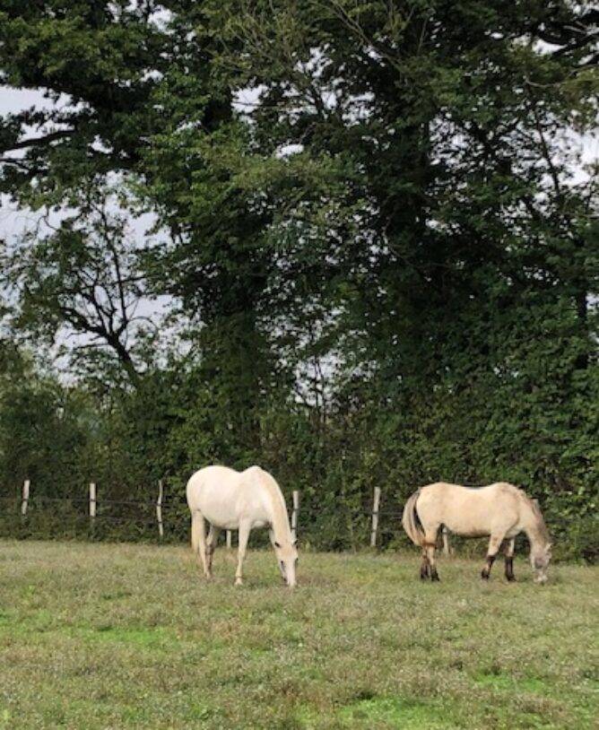 Chevaux en prairie Essarts